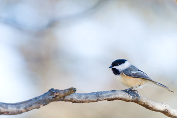 Black Capped Chickadee