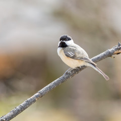 Black Capped Chickadee