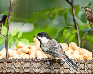 Black Capped Chickadee