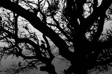 Silhouette Birds in a Tree