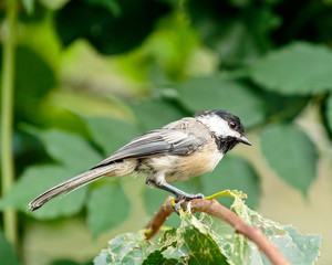 Obraz premium Black Capped Chickadee