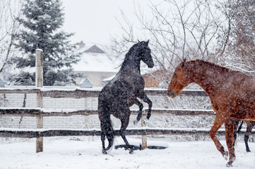 Beautiful horses frolic during snowfall in winter