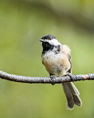 Black Capped Chickadee