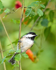 Black Capped Chickadee