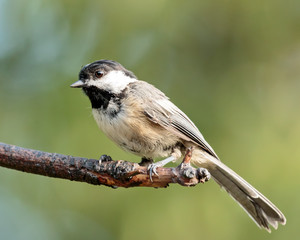 Black Capped Chickadee