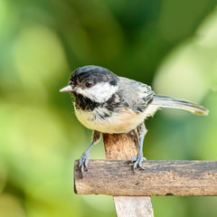 Black Capped Chickadee