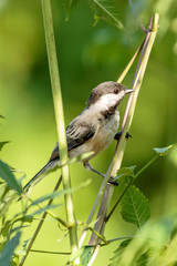 Black Capped Chickadee
