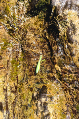 Insect mantis crawling on wet stone