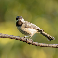 Black Capped Chickadee