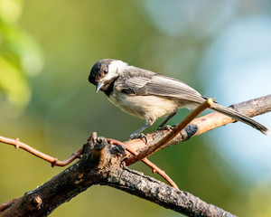 Black Capped Chickadee