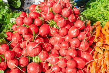 Farm fresh radish direct from farm to market