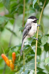 Black Capped Chickadee