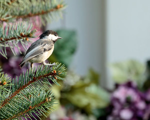 Black Capped Chickadee