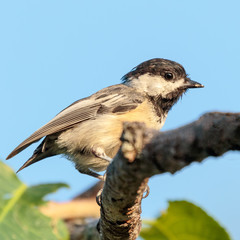 Black Capped Chickadee