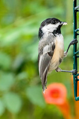 Black Capped Chickadee