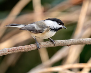 Black Capped Chickadee
