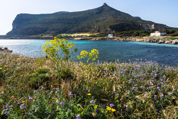 Spring flowers at Punta Longa in Favignana with Forte Santa Caterina in the background, Aegadian Islands, Sicily, Italy