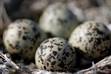 Naklejka na ściany i meble Four Semipalmated Plover (Charadrius semipalmatus) eggs in a nest surrounded by twigs near Arviat, Nunavut, Canada