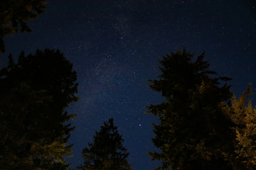 stars and starlight up over fir trees