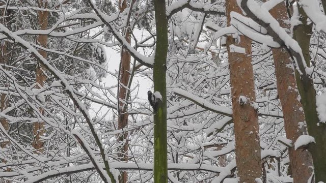 Bird woodpecker on a branch in winter forest during a snowfall.