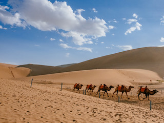 Camels traveling among sand dunes and desert at Mingsha Mountain, Dunhuang, Gansu, China