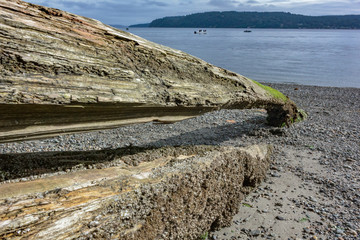 hollowed out tree trunk filled with sand along puget sound