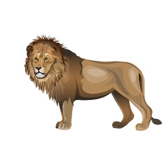 African lion vector
