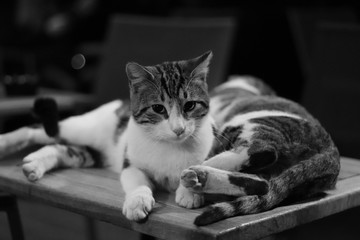 Monochrome cat
