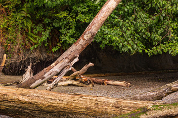 driftwood and tree branches over sand of beach