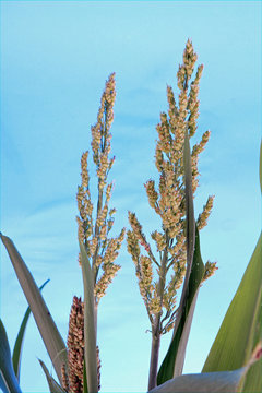Corn Stalk and Tassel against Sky from low angle