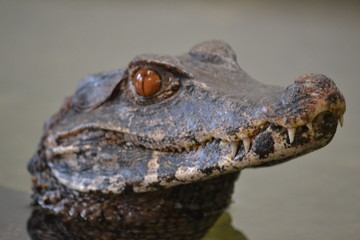 Crocodile