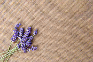 Bunch of fresh purple lavender flowers on brown burlap background