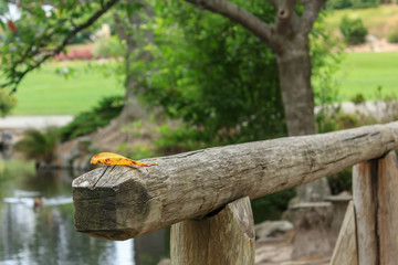 fall leaf sitting on railing near fish pond