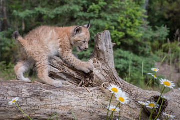 Siberian Lynx Cub Kitten Climbing Over a Fallen Log
