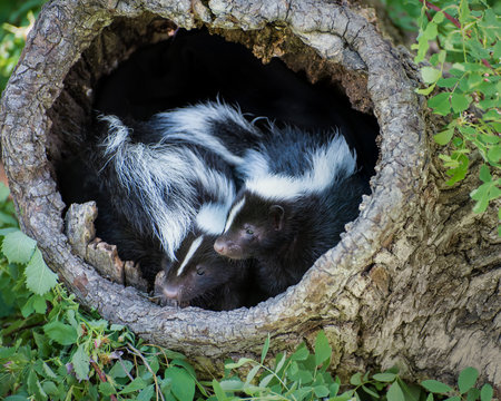 Two Baby Skunks in a Hollow Log