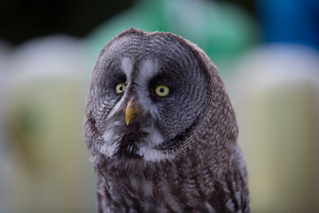 Owl face