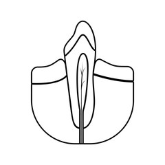 dental root icon. Element of Dental for mobile concept and web apps icon. Thin line icon for website design and development, app development