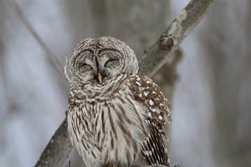 Chouette Rieuse