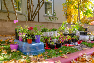 Salt Lake City plant sale on the side of road