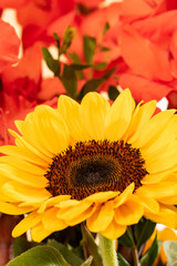 Yellow sunflower with red gladiolas in background.