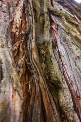 texture detail with spiderweb and tree trunk