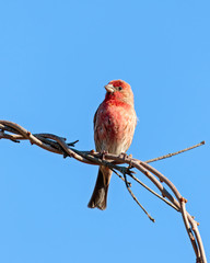 House Finch