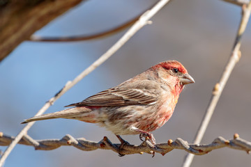 House Finch