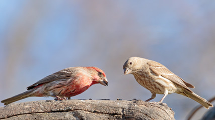 House Finch