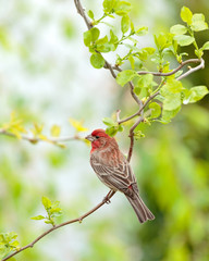 House Finch