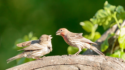 House Finch