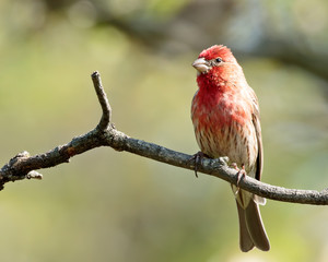 House Finch