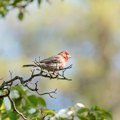 House Finch
