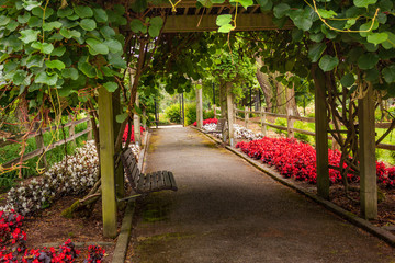 wooden garden arche with hanging garden over and begonias