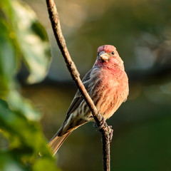House Finch